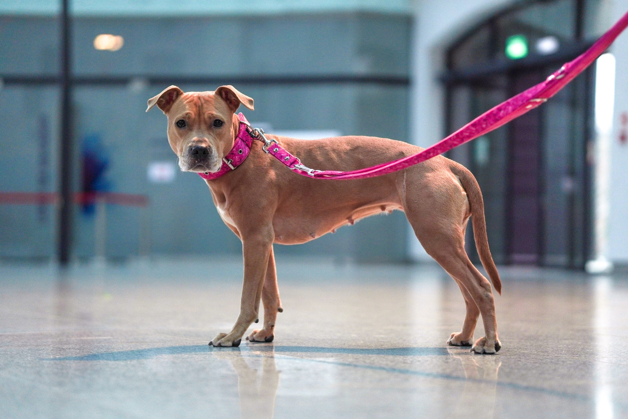 Jak nauczyć psa chodzić na smyczy