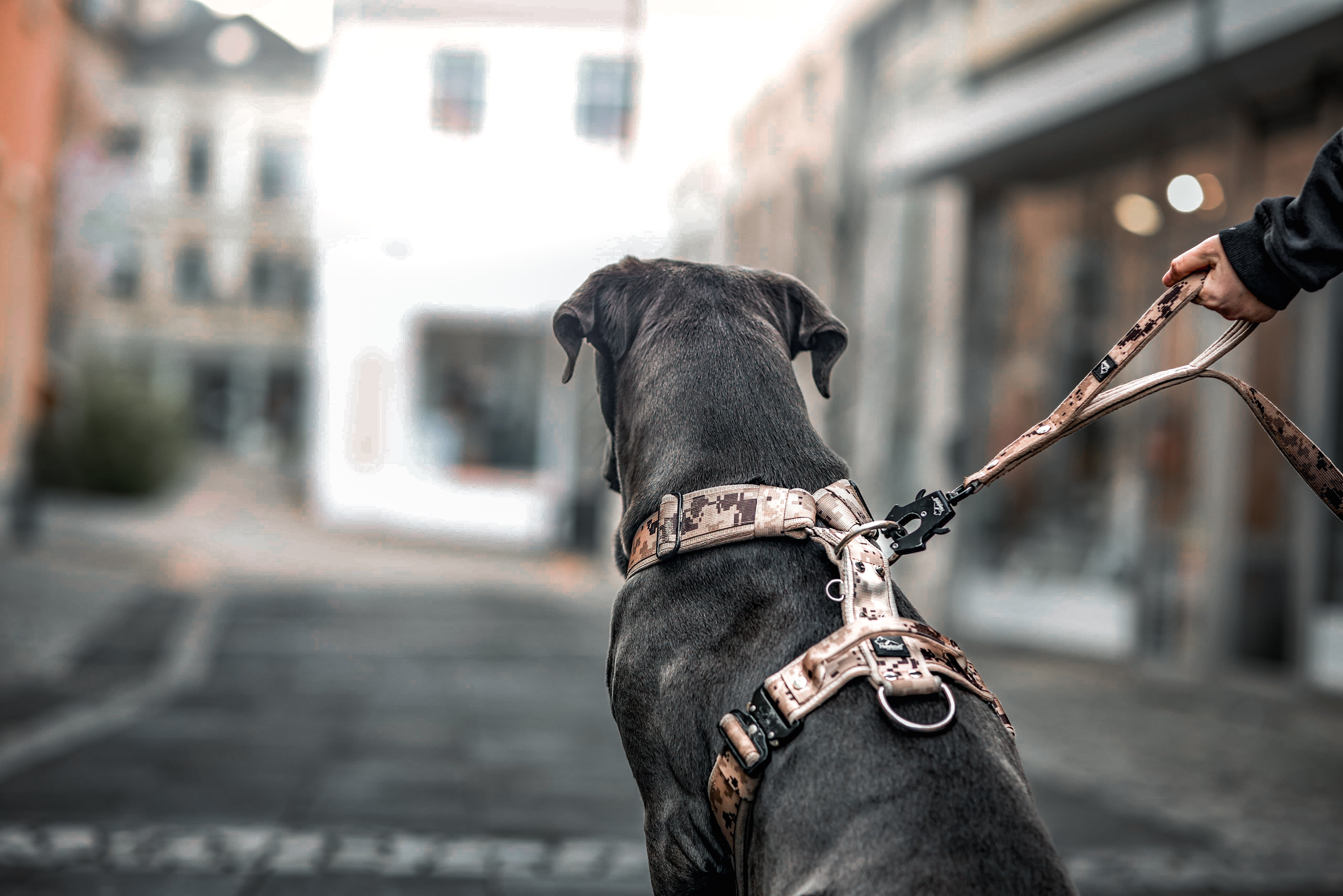 Co to są szelki typu guard?