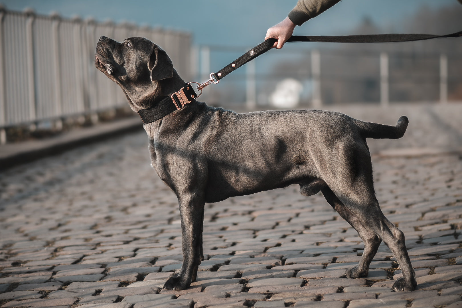 Ile metrów powinna mieć smycz dla psa?