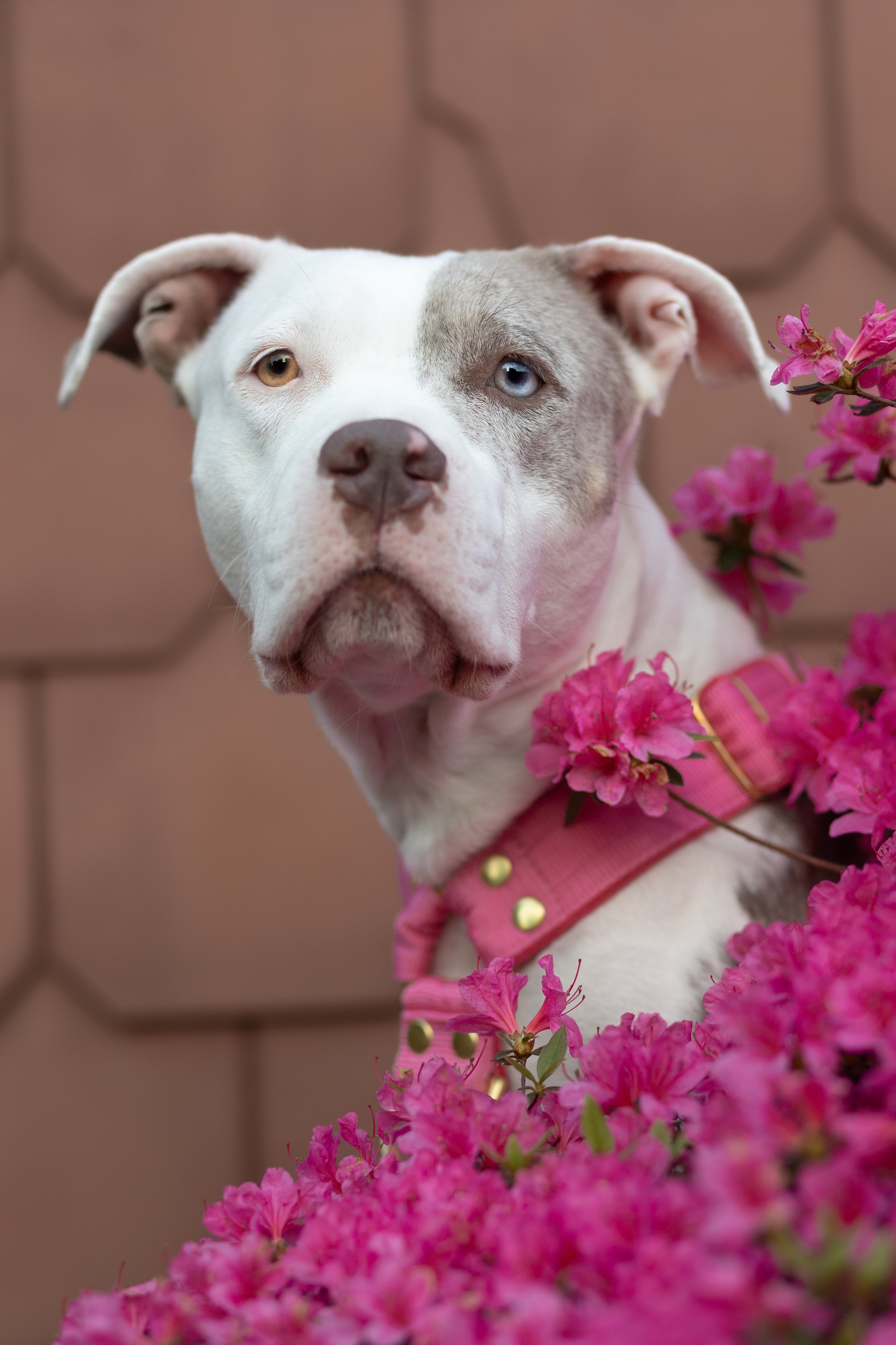 Jakie szelki dla Amstaffa?