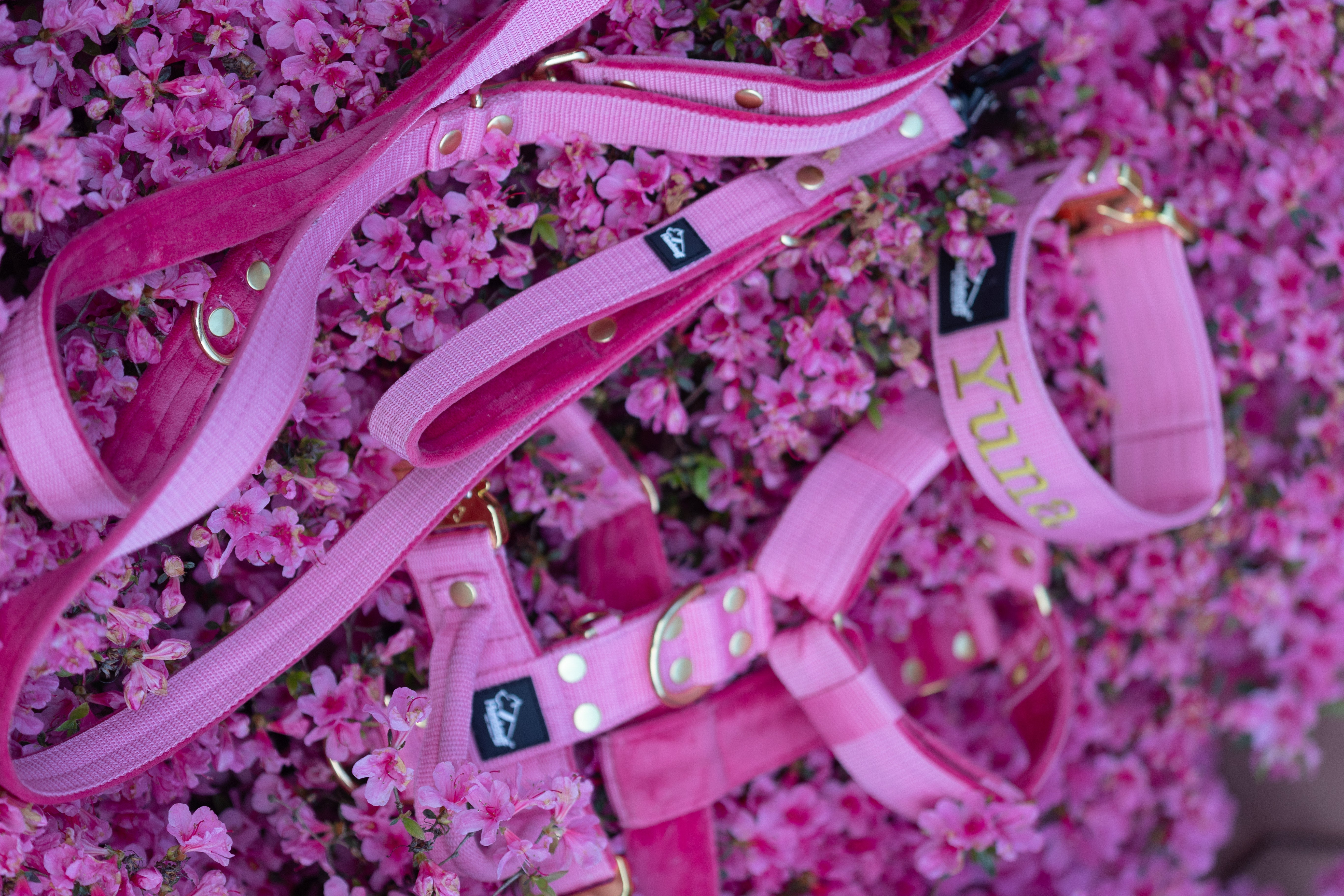 Po co jest smycz przepinana dla psa? Korzyści podczas spacerów