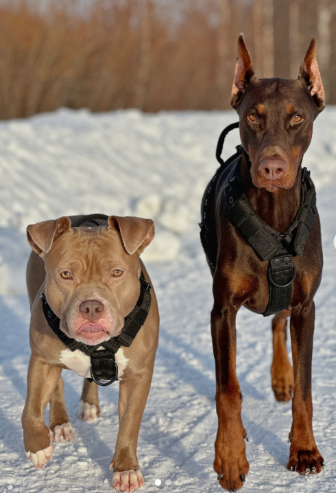 Jakie szelki dla Dobermana?