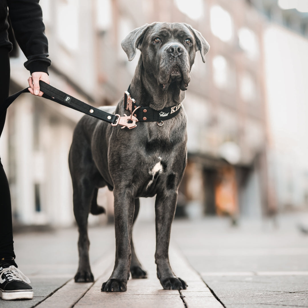 Smycz z dodatkową rączką - Guard Leash Black Edition Navy Blue