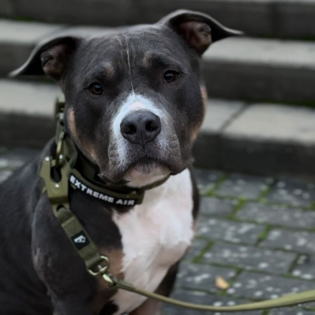 Extreme Air Set Desert Beige – Lekki i wytrzymały zestaw dla psów