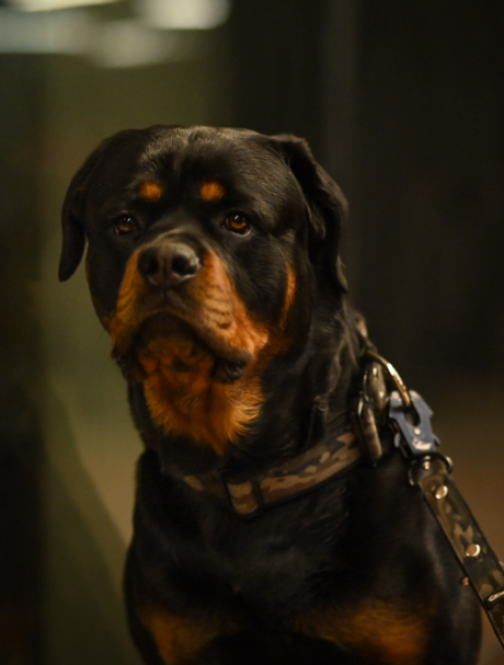 Smycz przepinana z dodatkową raczką - Multi Guard Leash Camo Green