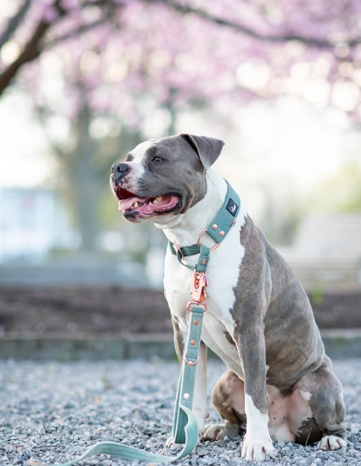 Smycz przepinana z dodatkową raczką - Multi Guard Leash Rose Edition Pastel Green