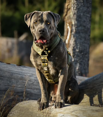 Szelki z szybką klamrą - Easy Walk Extreme Gold Buckle Khaki