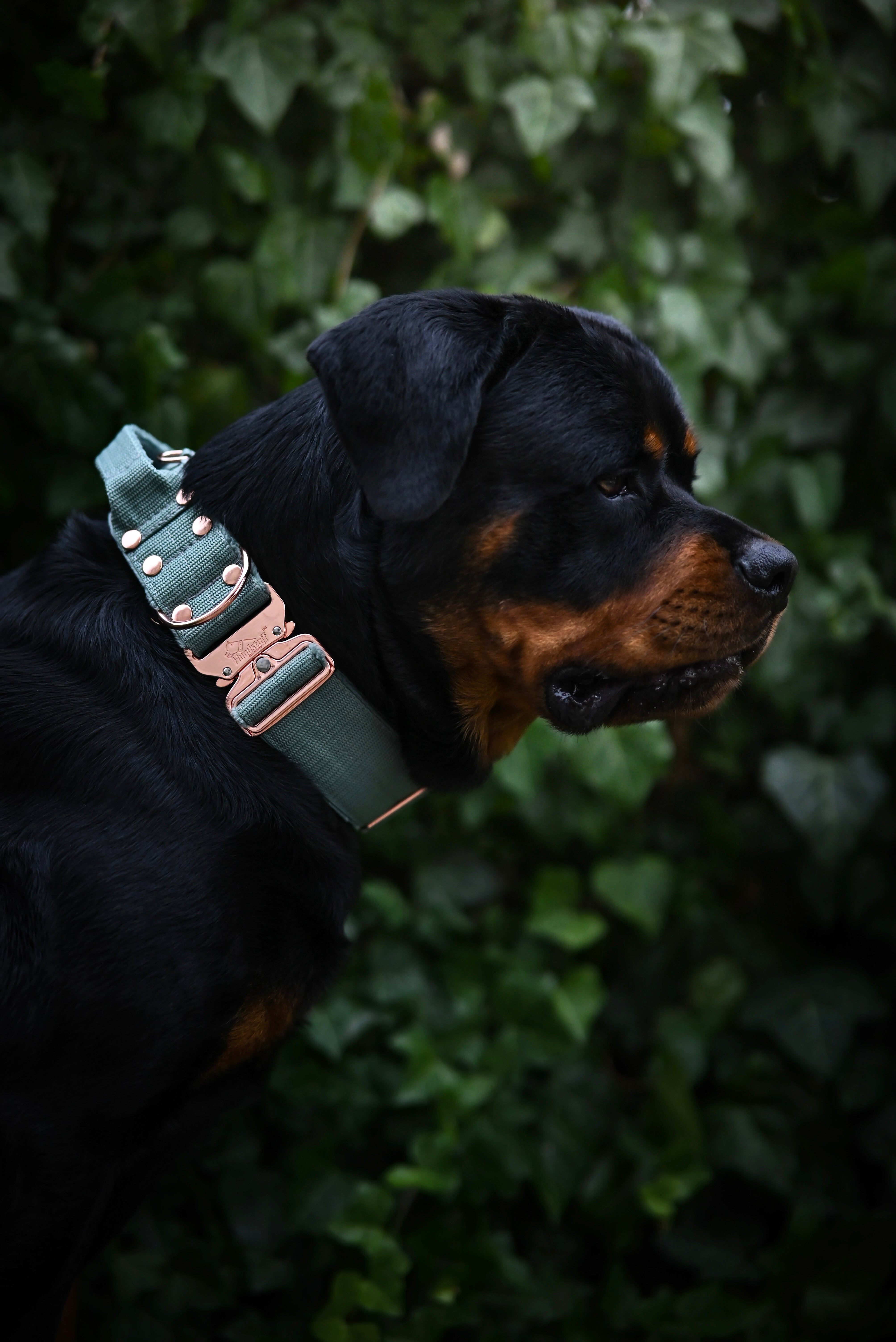 Szeroka obroża z klamrą extreme - Extreme Rose Buckle Pastel Green