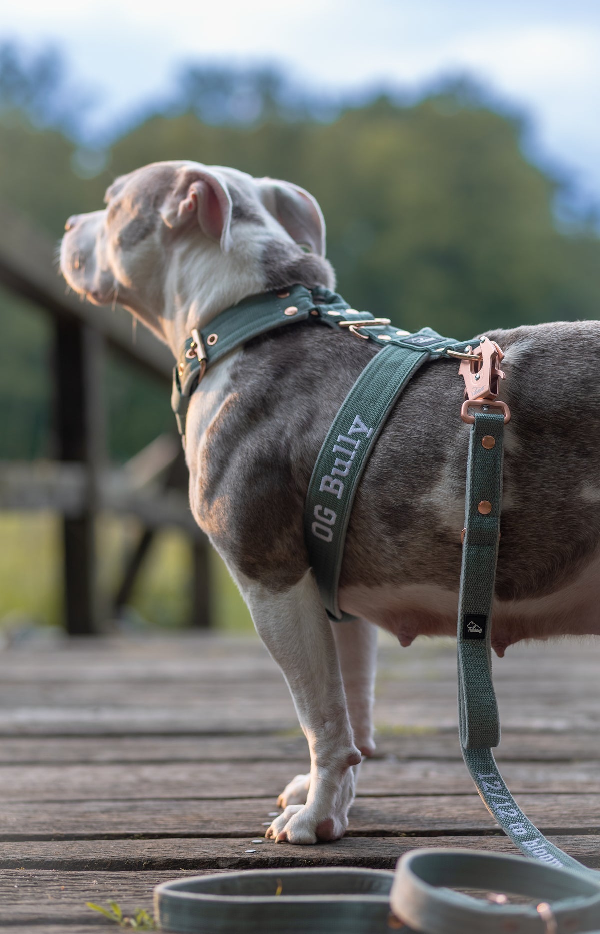 Szelki dla psa typu guard z imieniem - Personal Harness
