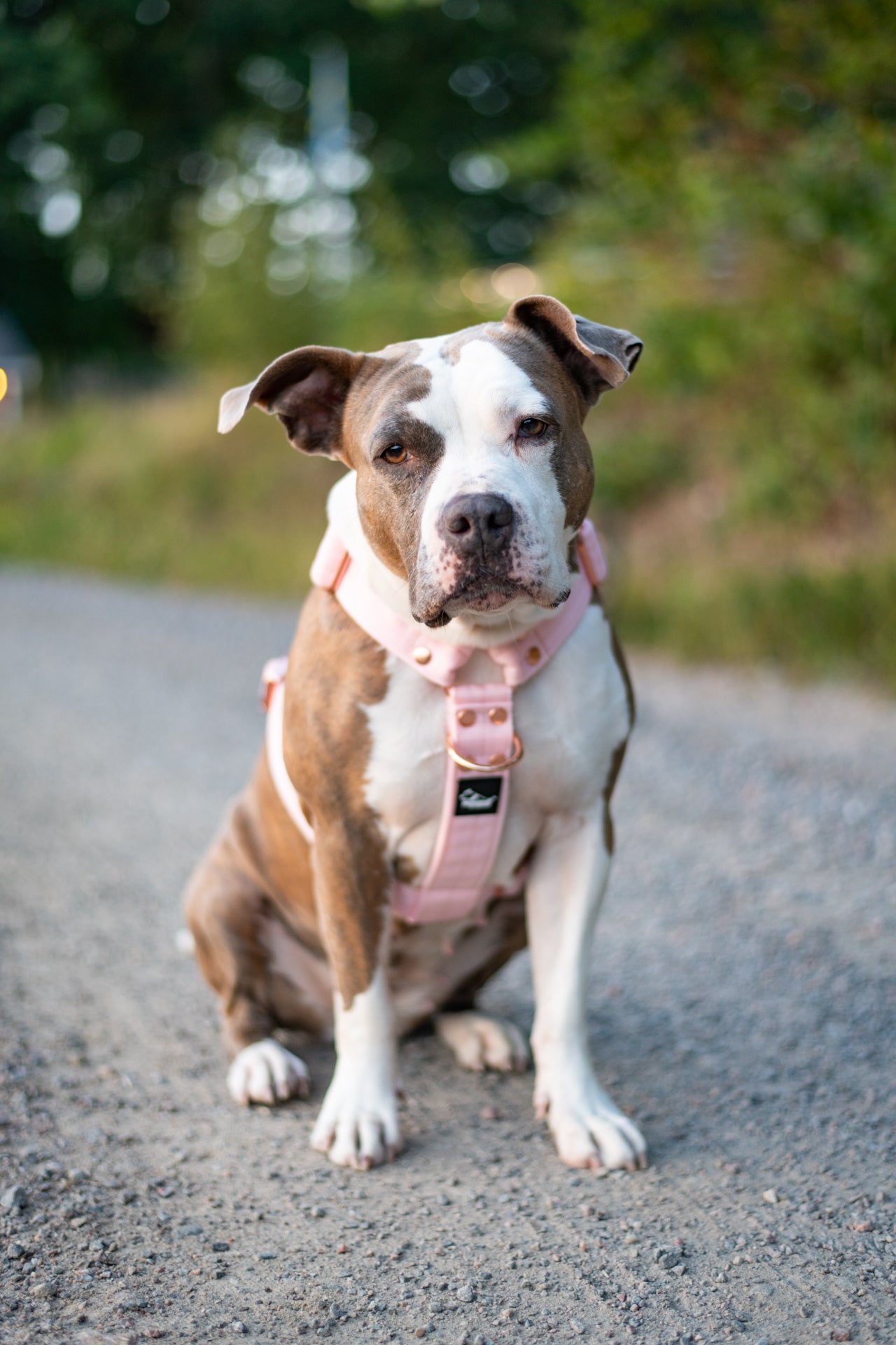Szeroka obroża półzaciskowa - Martingale Rose Edition Pastel Pink