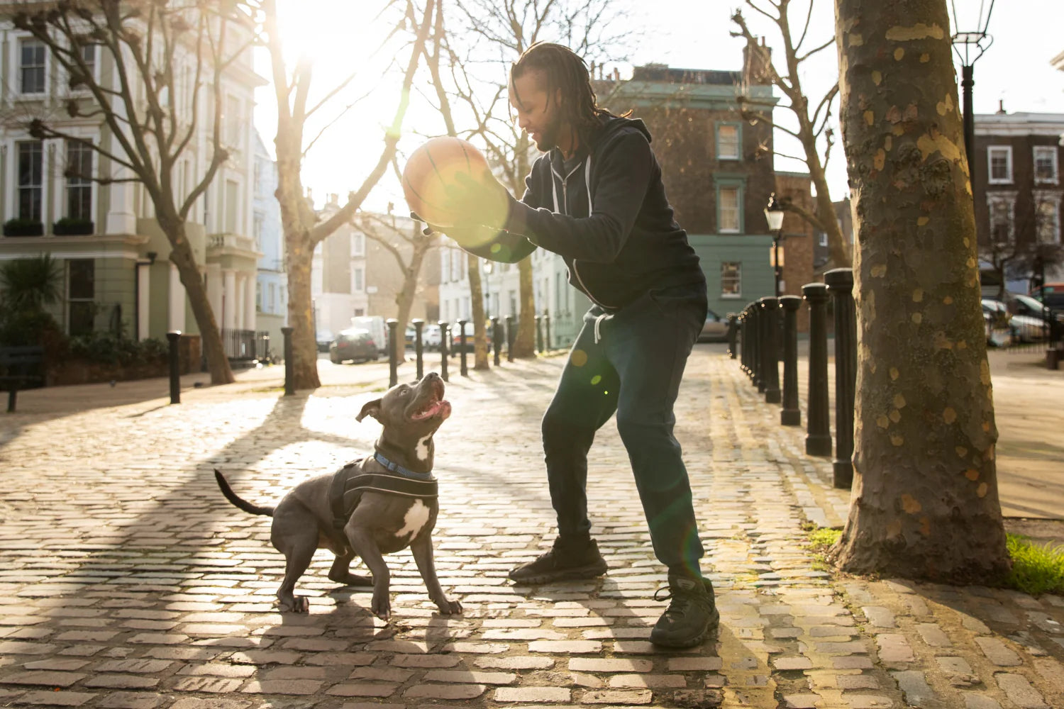 Pies w mieście – jak zadbać o komfort i bezpieczeństwo podczas spacerów w zatłoczonych miejscach?