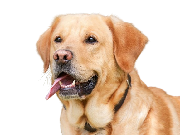 Labrador_Retriever__1210559_-removebg-preview