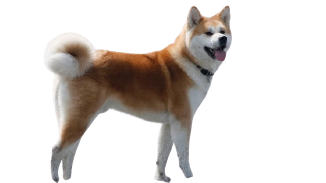 akita-removebg-preview