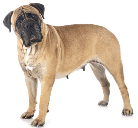 mastiff