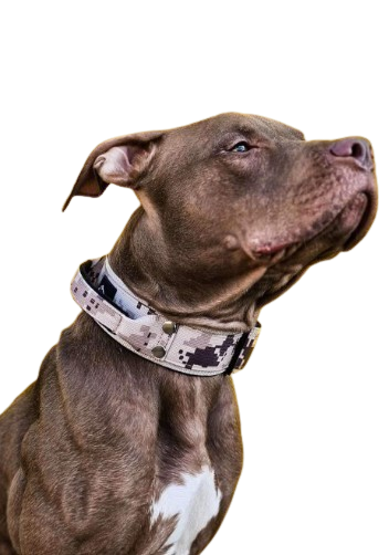 pitbull-removebg-preview