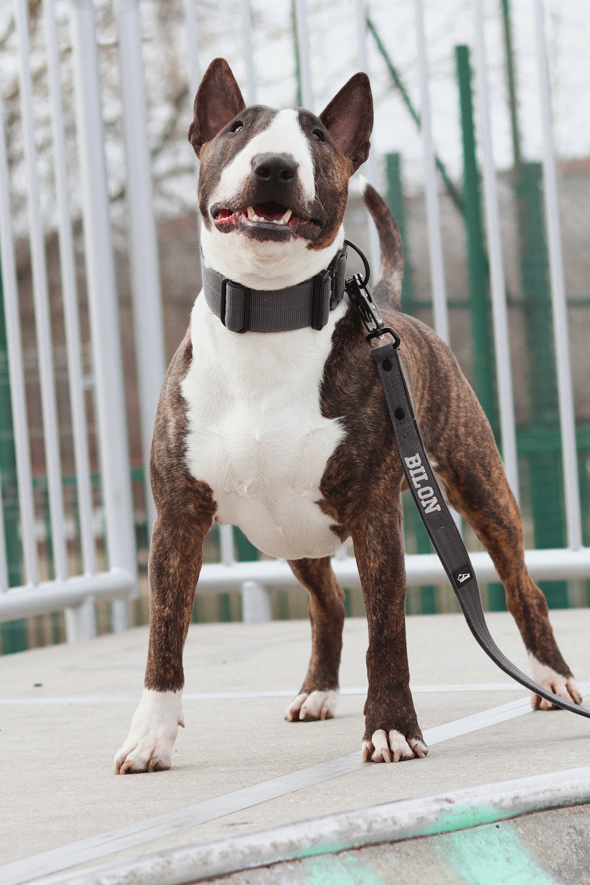 Smycz dla psa z imieniem - Personal Leash