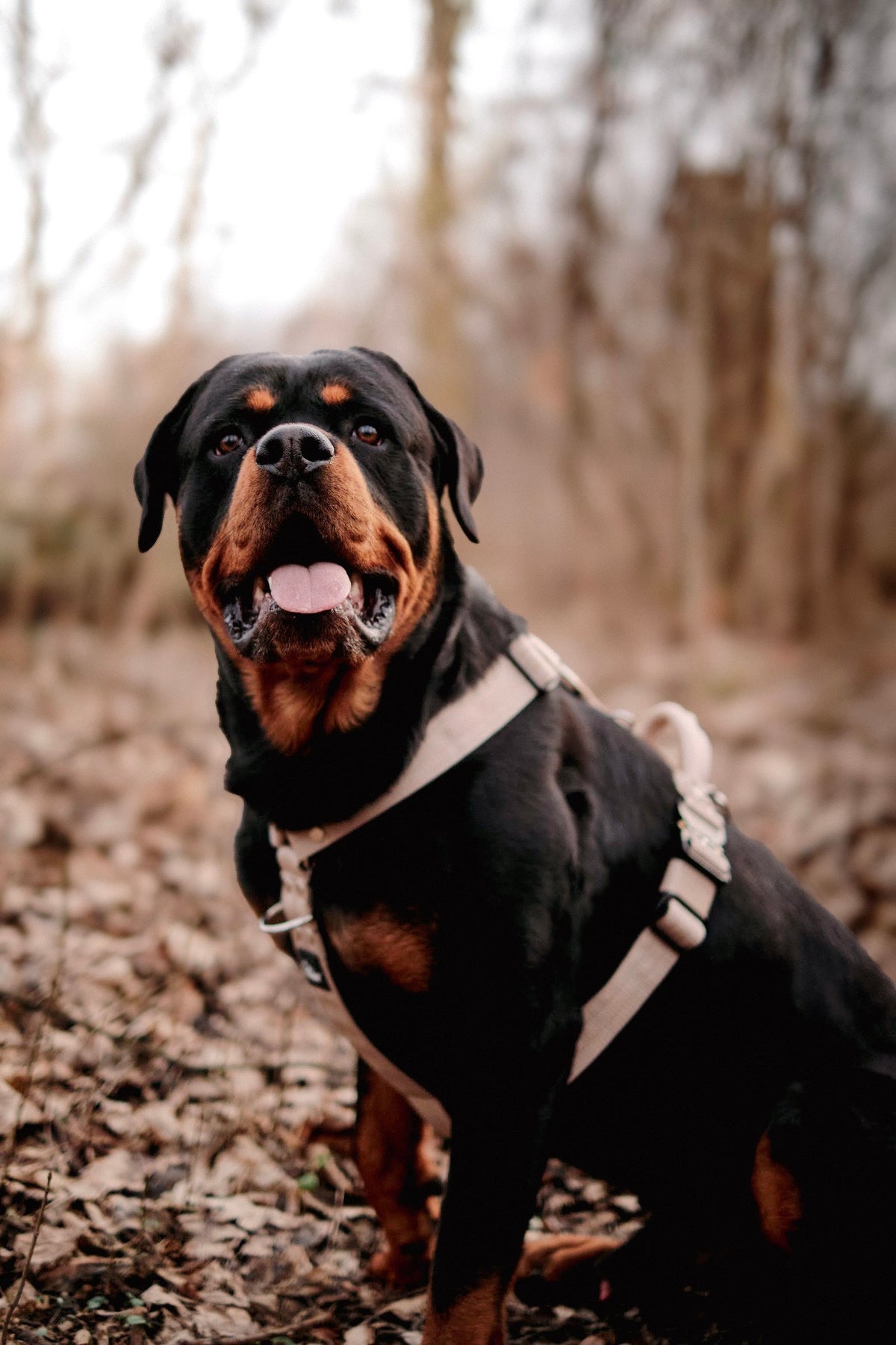 Rotweiler - Rasa Psa, Charakter, Usposobienie, Wychowanie | Dla Kogo ...